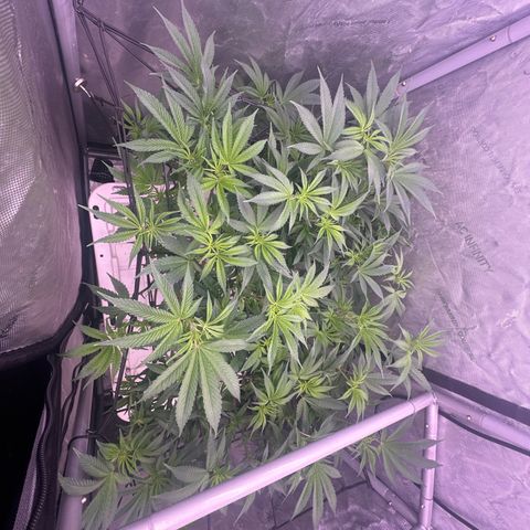 Chem d x lemon cherry gelato growlog photo: Got rid of overlapping fan leaves to stop humidity hot spots