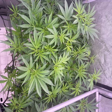 Chem d x lemon cherry gelato growlog timeline photo