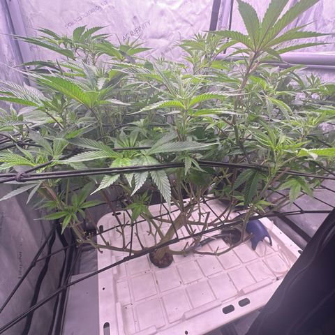 Chem d x lemon cherry gelato growlog timeline photo