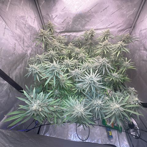 Blue dream growlog timeline photo