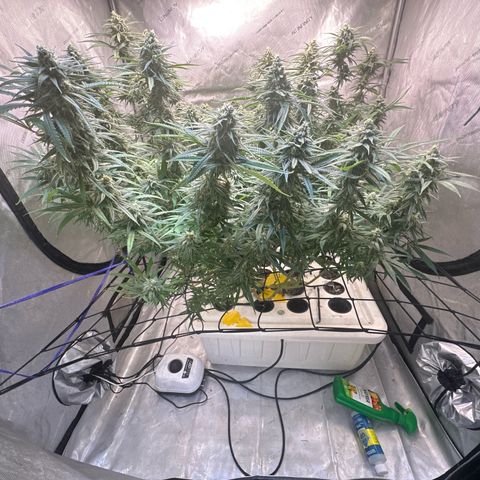 Blue dream growlog timeline photo
