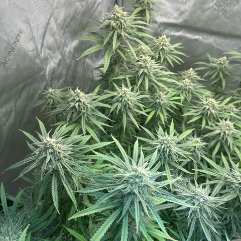 Blue dream growlog timeline photo