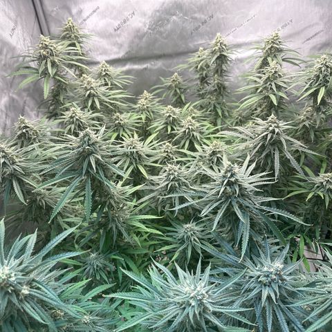 Blue dream growlog timeline photo