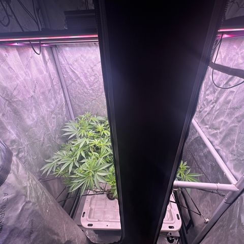 Chem d x lemon cherry gelato growlog photo: Set ppfd to 700 
Dli to 27-30