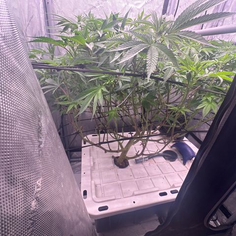 Chem d x lemon cherry gelato growlog photo: Set ppfd to 700 
Dli to 27-30