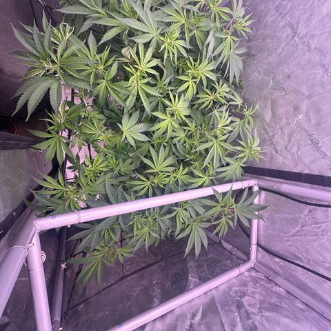 Chem d x lemon cherry gelato growlog photo: Set ppfd to 700 
Dli to 27-30