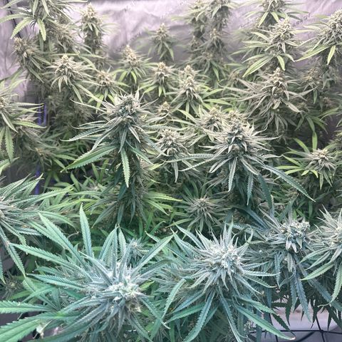 Blue dream growlog photo: Tops leaning due to weight