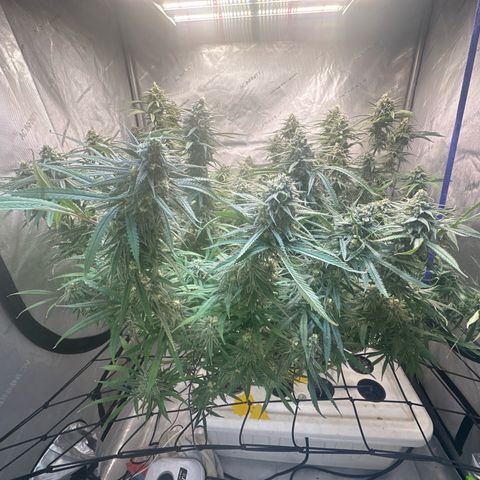 Blue dream growlog photo: Tops leaning due to weight