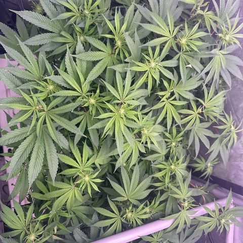 Chem d x lemon cherry gelato growlog timeline photo