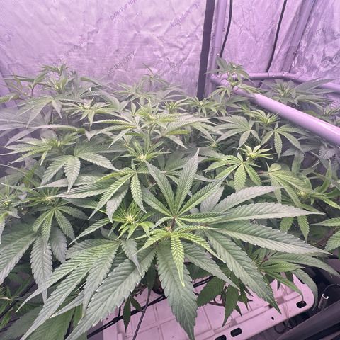 Chem d x lemon cherry gelato growlog timeline photo
