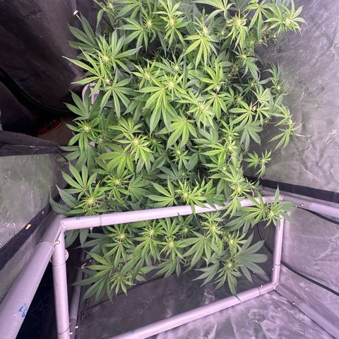 Chem d x lemon cherry gelato growlog photo: Stripped big fan leaves covering flower sites