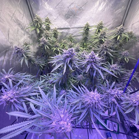 Blue dream growlog photo: Final flush pure water last 4 days