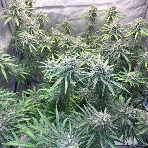 Blue dream growlog photo: Final flush pure water last 4 days