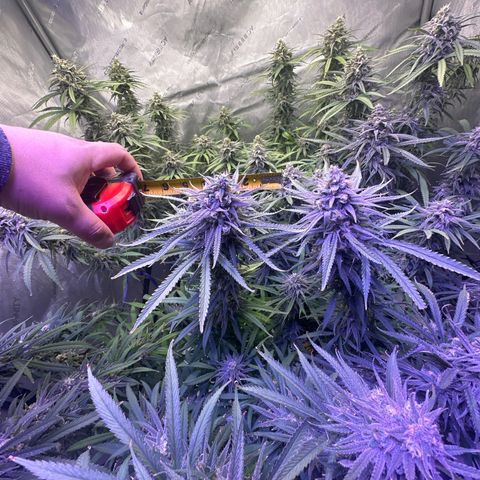 Blue dream growlog timeline photo