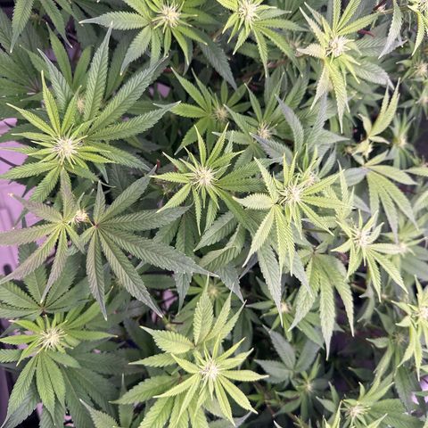 Chem d x lemon cherry gelato growlog timeline photo
