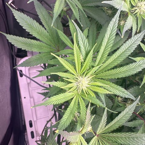 Chem d x lemon cherry gelato growlog timeline photo