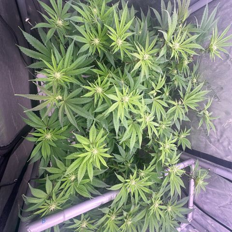 Chem d x lemon cherry gelato growlog timeline photo