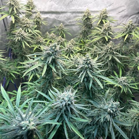 Blue dream growlog timeline photo