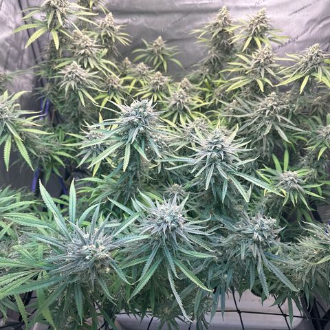 Blue dream growlog photo: Trichomes starting to turn amber
Chop time