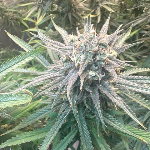 Blue dream growlog photo: Trichomes starting to turn amber
Chop time