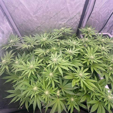 Chem d x lemon cherry gelato growlog photo: Started to build resin