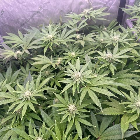 Chem d x lemon cherry gelato growlog photo: Started to build resin