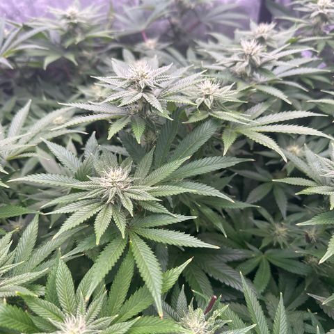Chem d x lemon cherry gelato growlog timeline photo