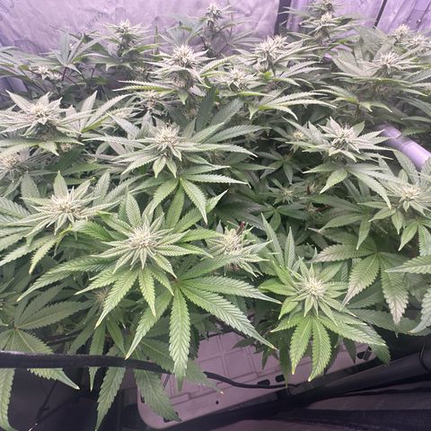 Chem d x lemon cherry gelato growlog timeline photo