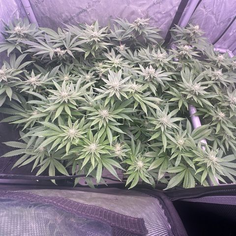 Chem d x lemon cherry gelato growlog timeline photo