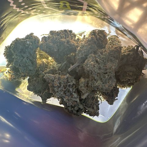 Blue dream growlog photo: 10oz harvest 
Goal is 16 oz
Got to fill the screen more