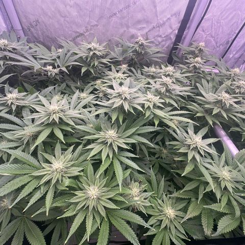 Chem d x lemon cherry gelato growlog photo: Flowers chunking up