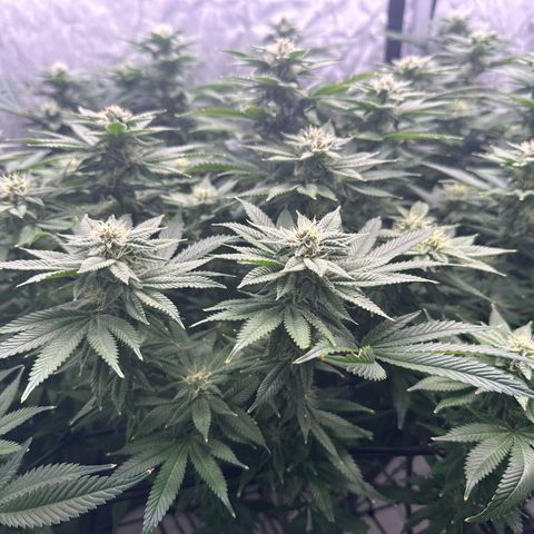 Chem d x lemon cherry gelato growlog photo: Change reservoir to around 900 ppm
30 grow
50 micro
70 bloom 