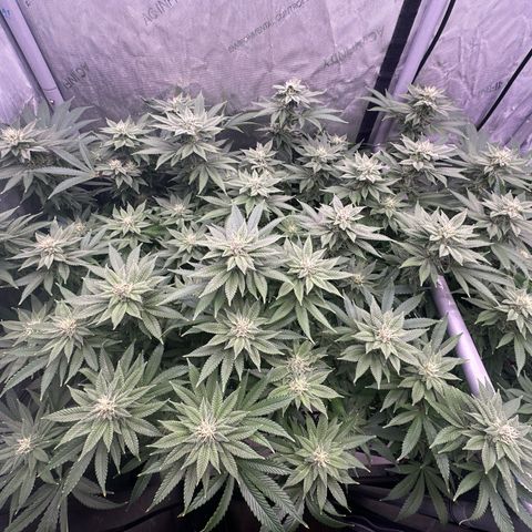 Chem d x lemon cherry gelato growlog photo: Change reservoir to around 900 ppm
30 grow
50 micro
70 bloom 
