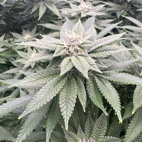 Chem d x lemon cherry gelato growlog photo: Change reservoir to around 900 ppm
30 grow
50 micro
70 bloom 