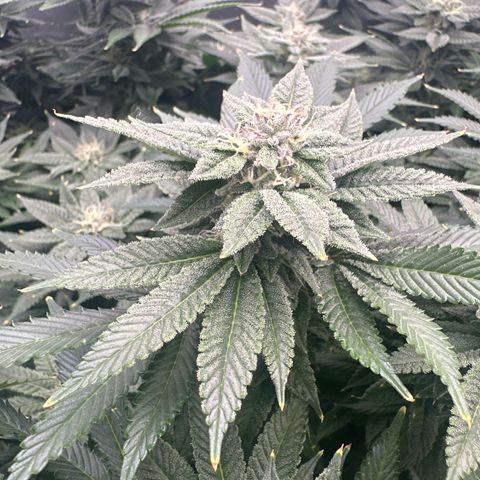 Chem d x lemon cherry gelato growlog timeline photo