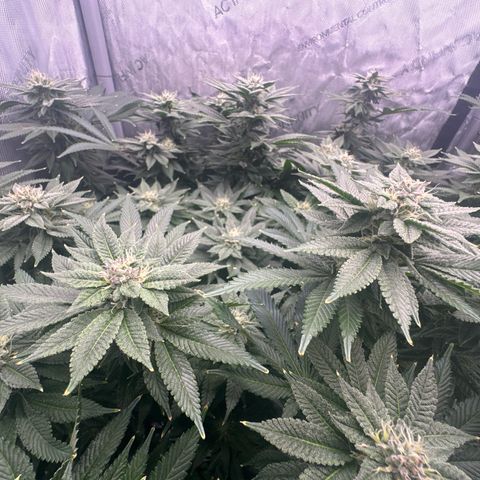 Chem d x lemon cherry gelato growlog timeline photo