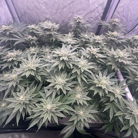 Chem d x lemon cherry gelato growlog timeline photo