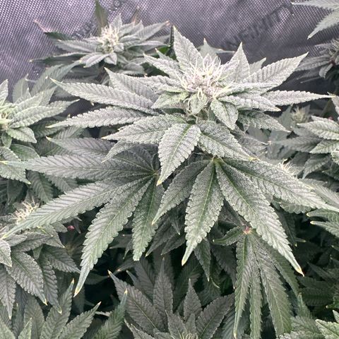 Chem d x lemon cherry gelato growlog photo: Frosted fan leaves