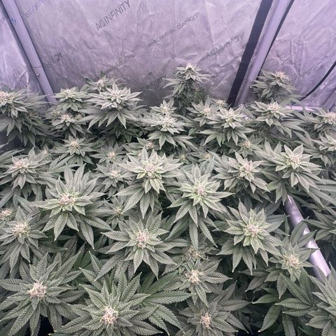 Chem d x lemon cherry gelato growlog photo: Water change 
30ml grow
50ml micro
70ml flower