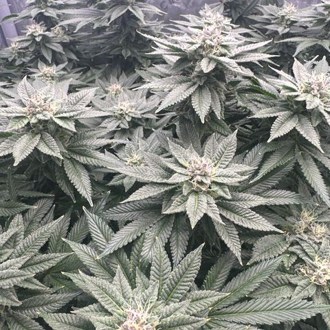Chem d x lemon cherry gelato growlog photo: Water change 
30ml grow
50ml micro
70ml flower