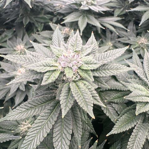 Chem d x lemon cherry gelato growlog photo: Water change 
30ml grow
50ml micro
70ml flower
