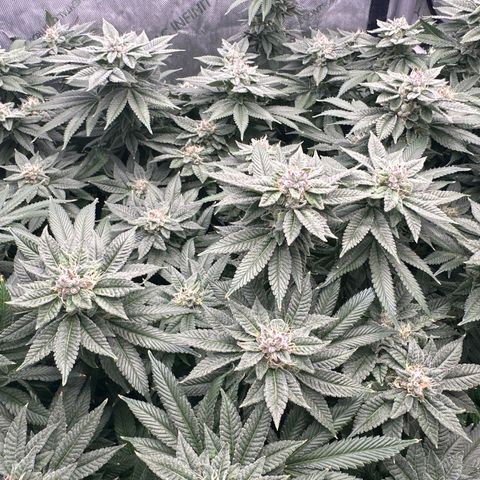 Chem d x lemon cherry gelato growlog timeline photo