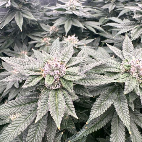 Chem d x lemon cherry gelato growlog timeline photo