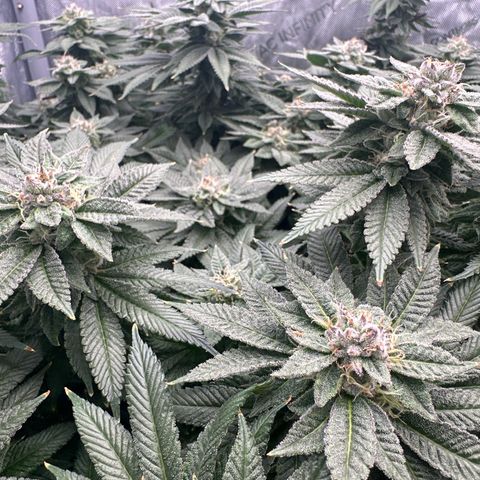 Chem d x lemon cherry gelato growlog timeline photo