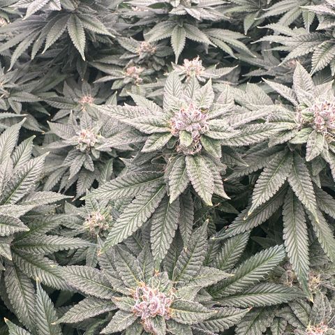 Chem d x lemon cherry gelato growlog timeline photo