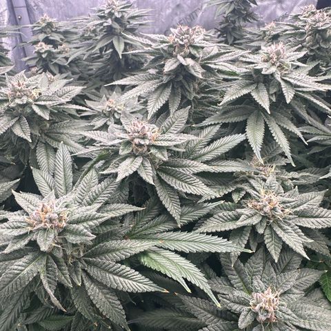 Chem d x lemon cherry gelato growlog timeline photo