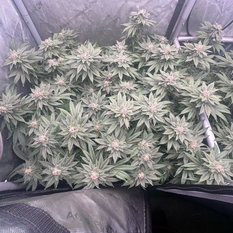 Chem d x lemon cherry gelato growlog timeline photo