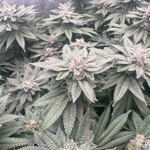 Chem d x lemon cherry gelato growlog timeline photo