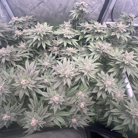 Chem d x lemon cherry gelato growlog photo: Final week flush
Fall colors popping out