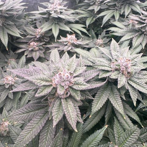 Chem d x lemon cherry gelato growlog photo: Final week flush
Fall colors popping out